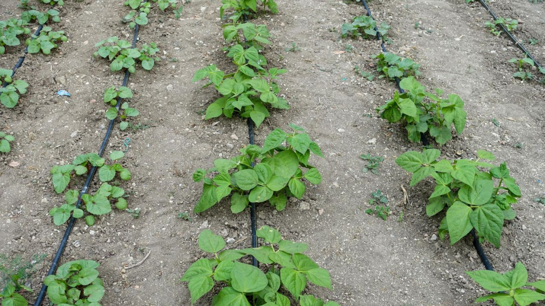 Csepegtető rendszer tervezése és kiépítése