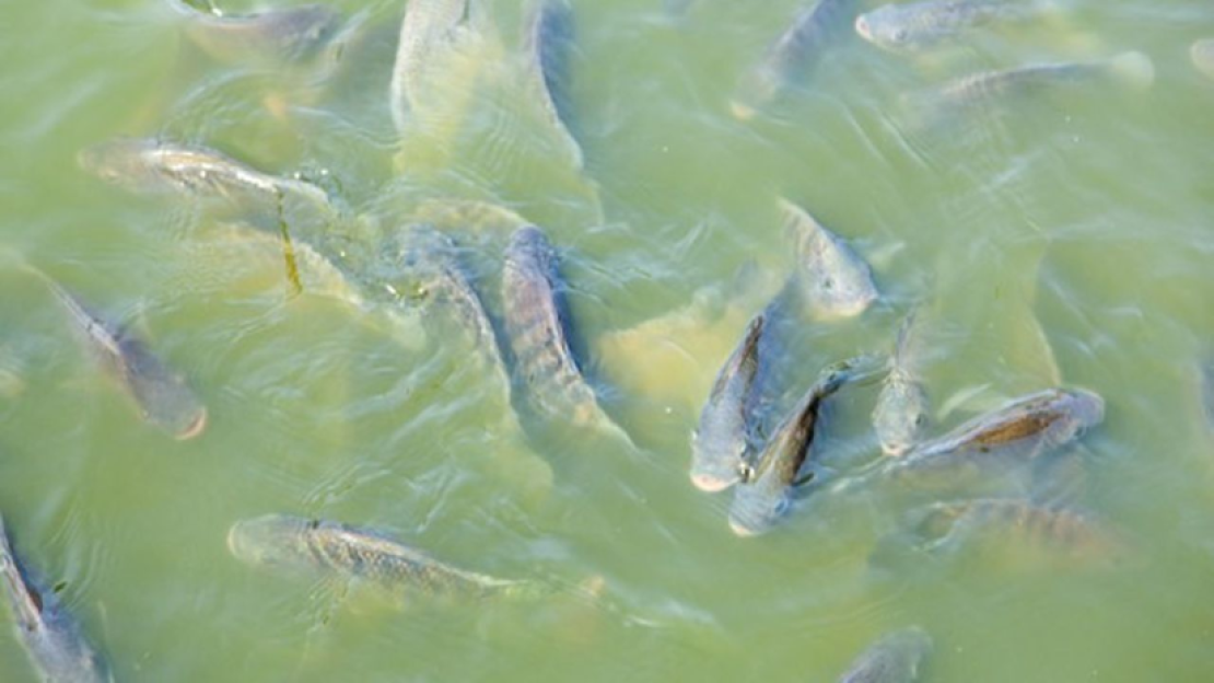 Halastó építés szabályok