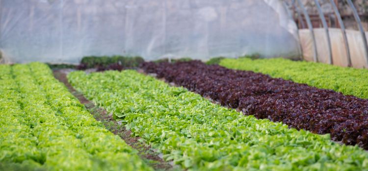 Csepegtető rendszer tervezése és kiépítése