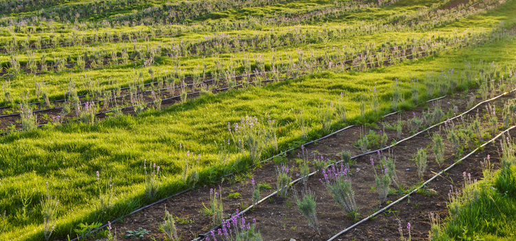 Népszerű a csöpögtetőcsöves öntözés is