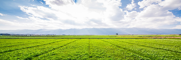öntözőkút és öntözőrendszer tervezés
